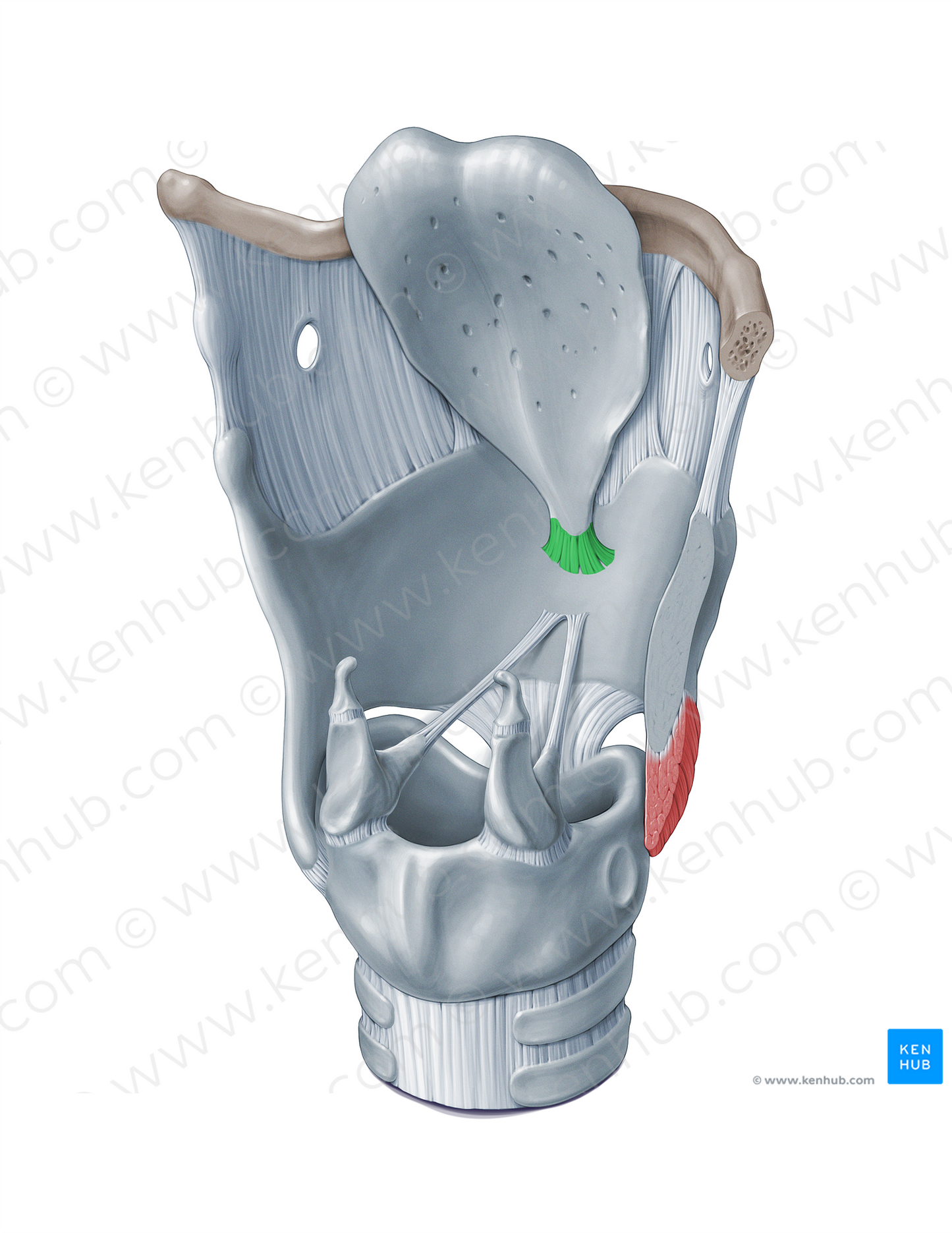 Thyroepiglottic ligament (#18362)