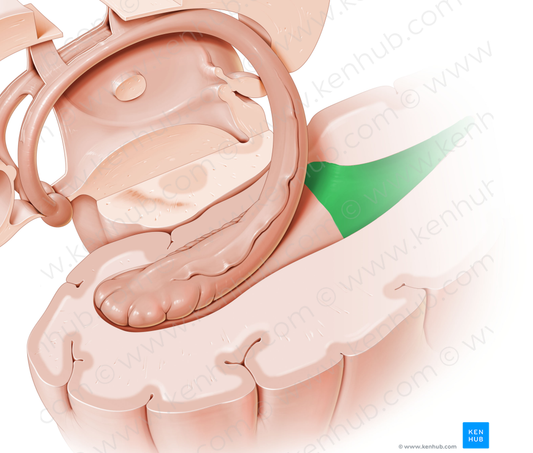 Occipital horn of lateral ventricle (#2872)