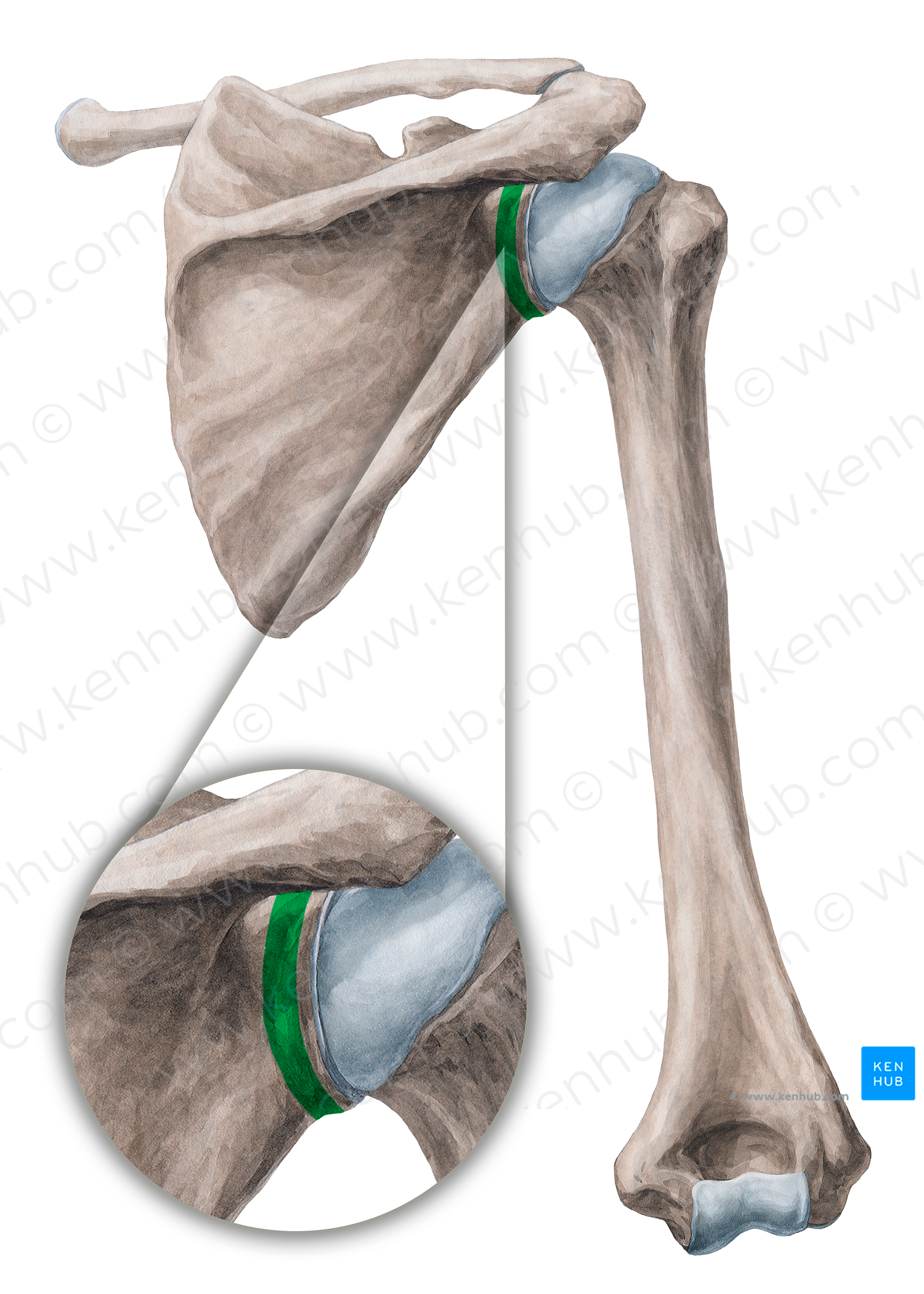 Neck of scapula (#2692)