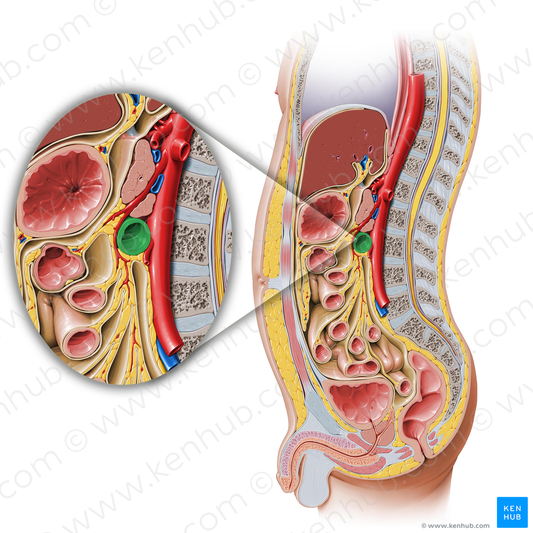 Horizontal part of duodenum (#7713)