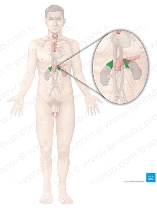 Suprarenal gland (#4122)