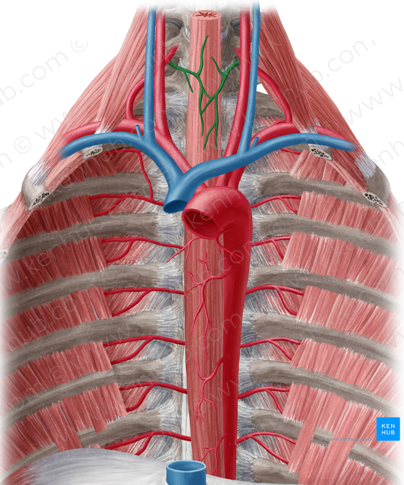 Esophageal branches of inferior thyroid artery (#8529)