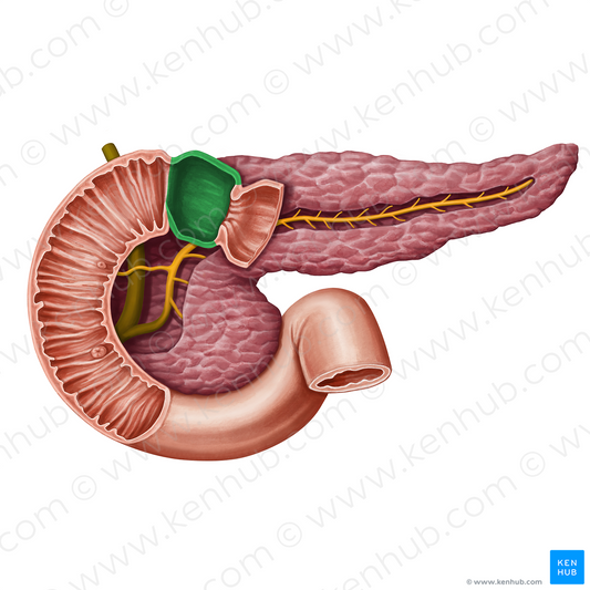 Superior part of duodenum (#13948)