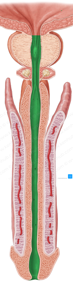 Urethra (#9859)