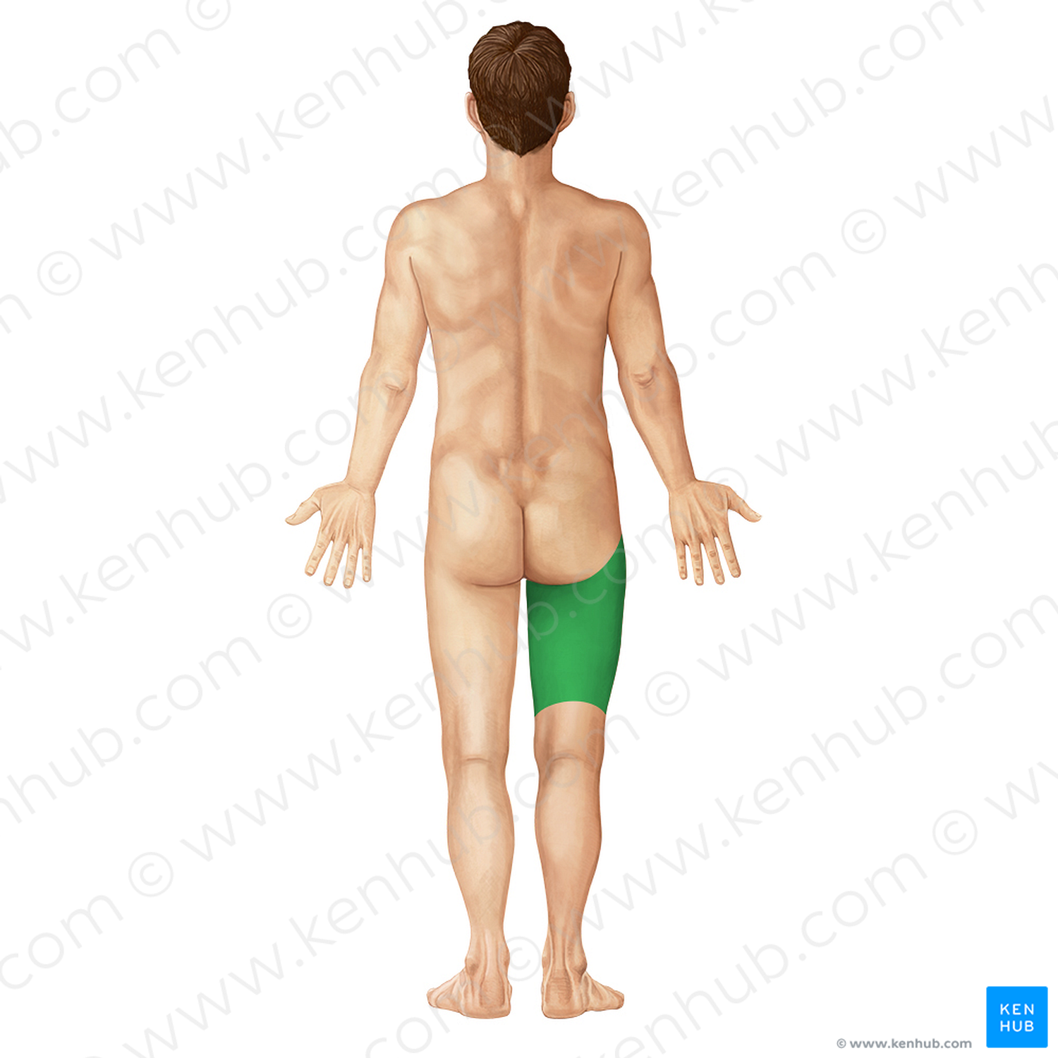 Posterior region of thigh (#413)