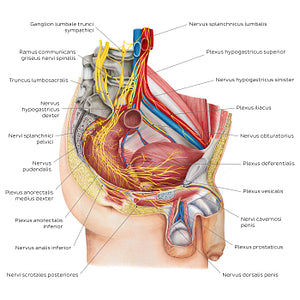 Nerves of the male pelvis (Latin)