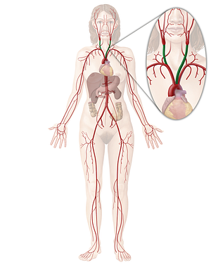 Common carotid artery (#926)