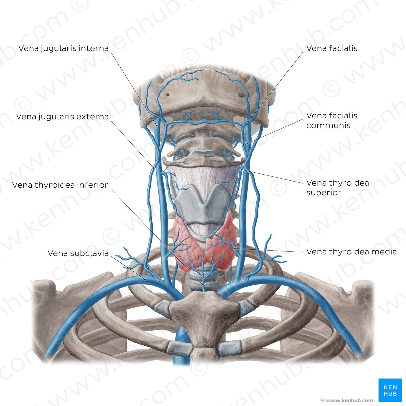 Veins of the thyroid gland (Latin)