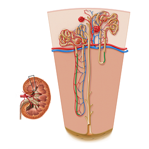 Descending thin limb of nephron loop (#17187)