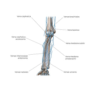 Veins of the forearm: Anterior view (Latin)