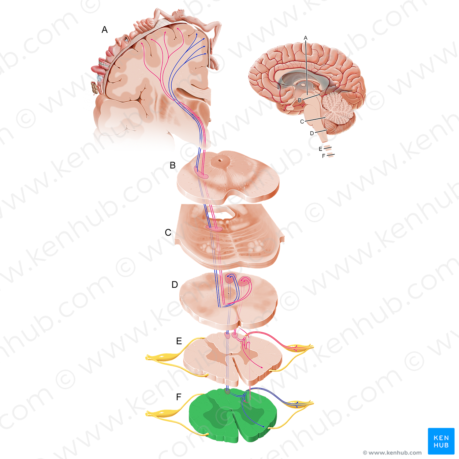 Lumbar part of spinal cord (#12093)