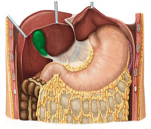 Gallbladder (#10798)