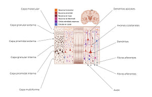 Cerebral cortex I (Spanish)