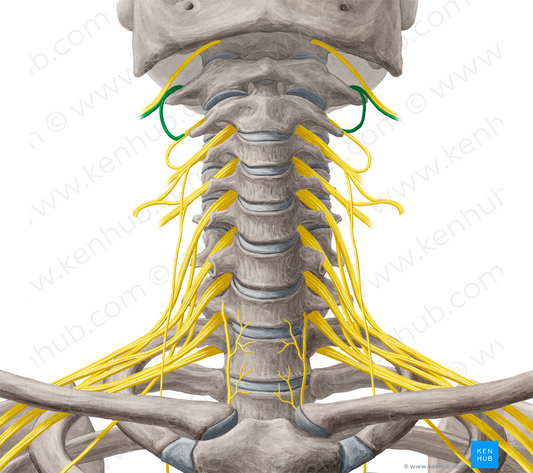 Spinal nerve C1 (#6753)