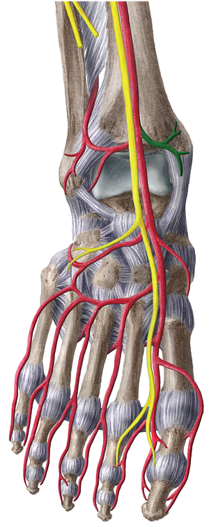 Anterior medial malleolar artery (#1486)