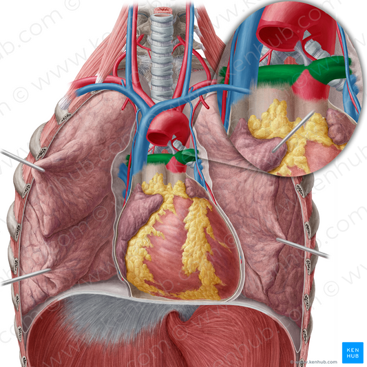 Pulmonary artery (#11597)