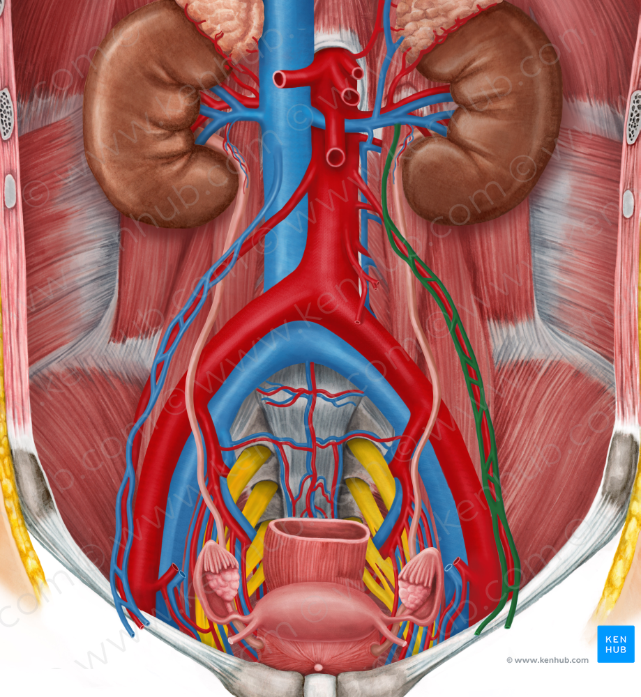 Left ovarian vein (#10455)