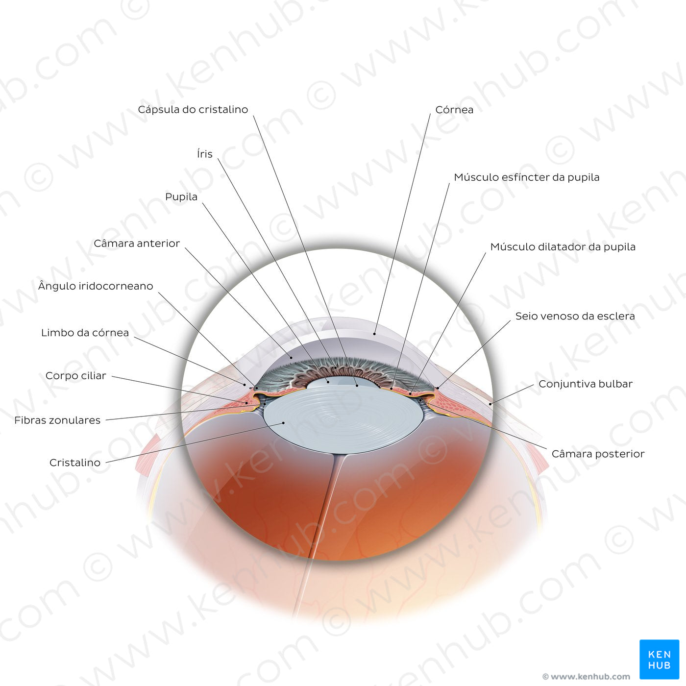 Anterior eyeball (Portuguese)