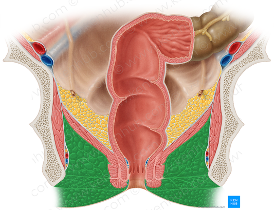 Ischioanal fossa (#3859)