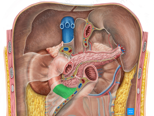 Horizontal part of duodenum (#7710)