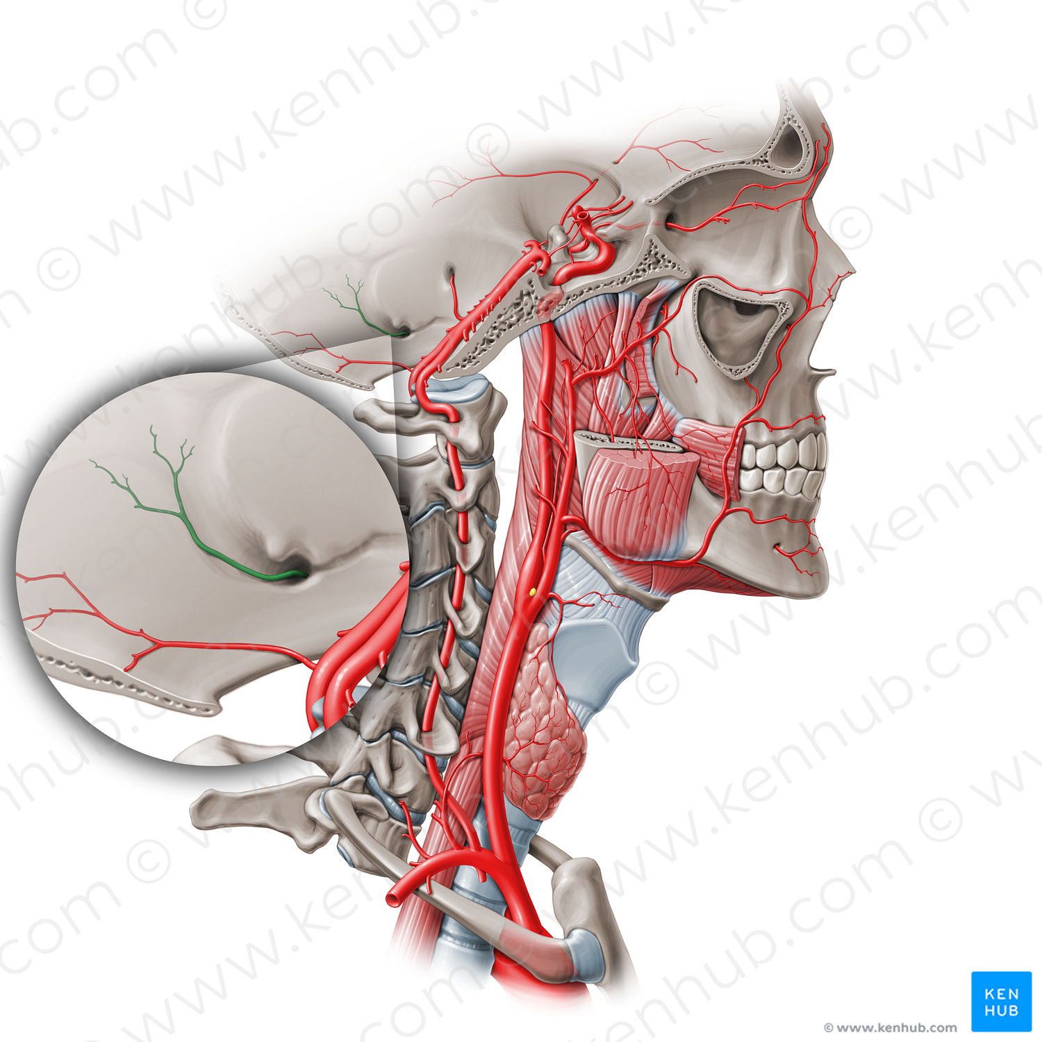 Posterior meningeal artery (#409)