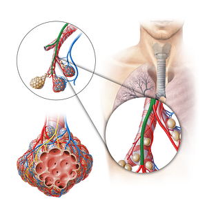 Pulmonary artery (#11303)