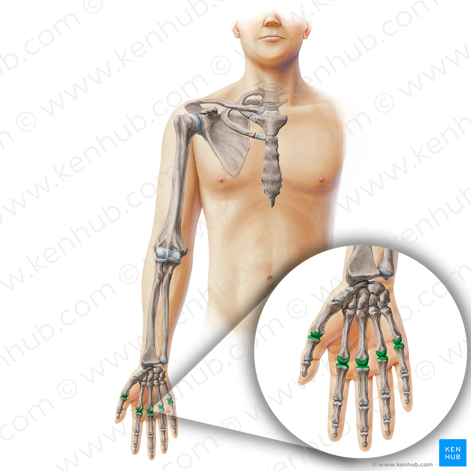 Metacarpophalangeal joints (#19900)