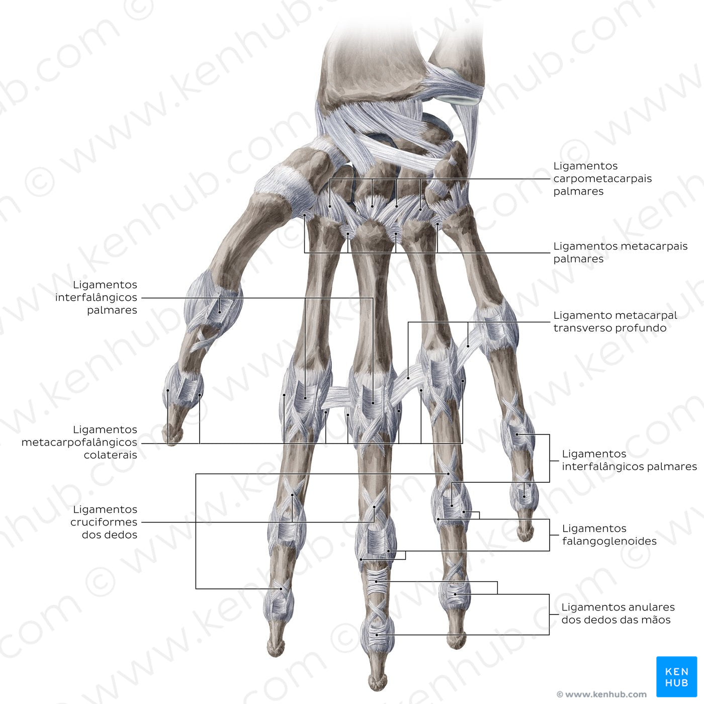 Ligaments of the metacarpals and phalanges: Palmar view (Portuguese)