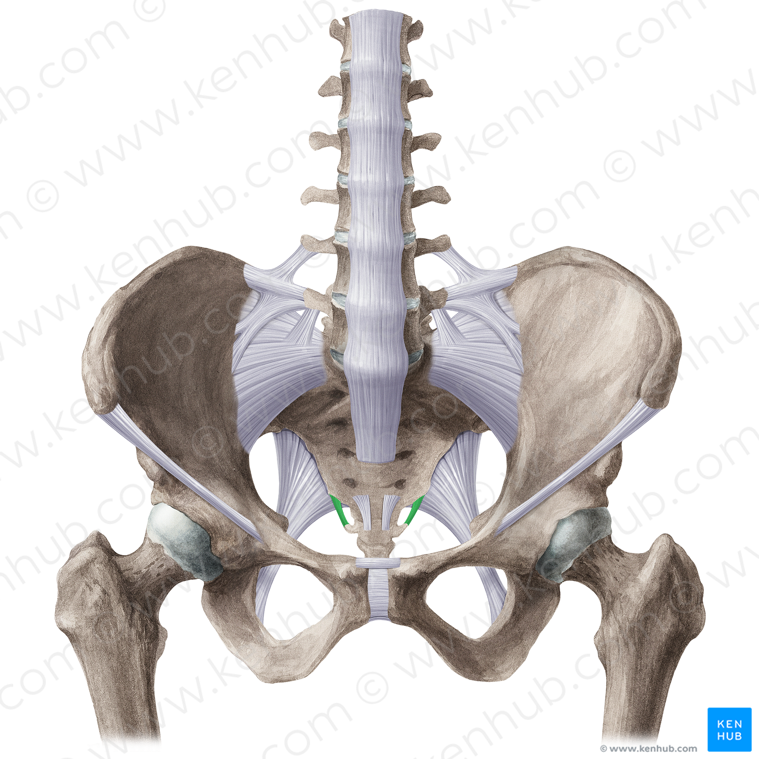 Lateral sacrococcygeal ligament (#21503)