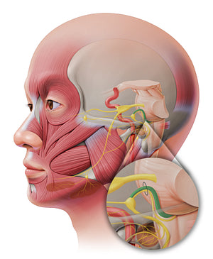 Motor root of facial nerve (#20649)