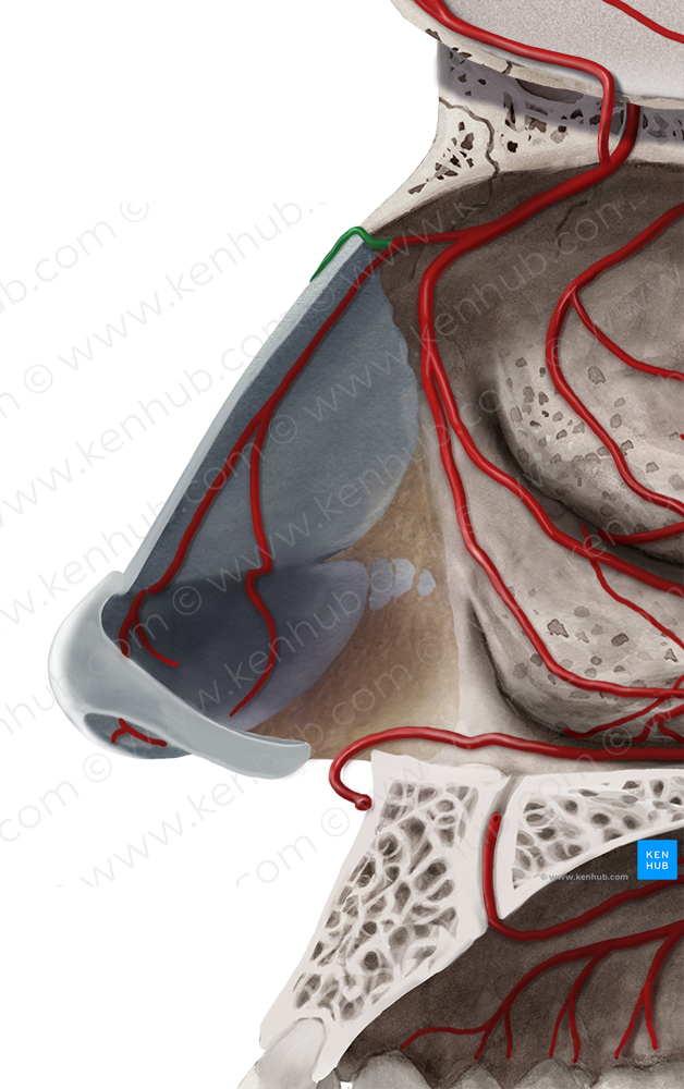 External nasal branches of anterior ethmoidal artery (#8517)