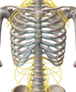 2nd-7th intercostal nerves (#6244)