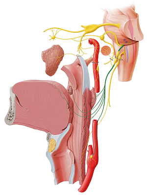 Glossopharyngeal nerve (#6443)