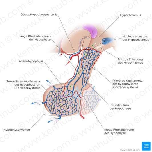 Hypophyseal portal system (German)