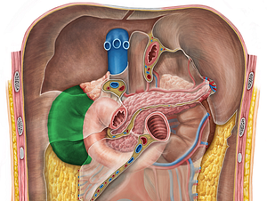 Right kidney (#8898)