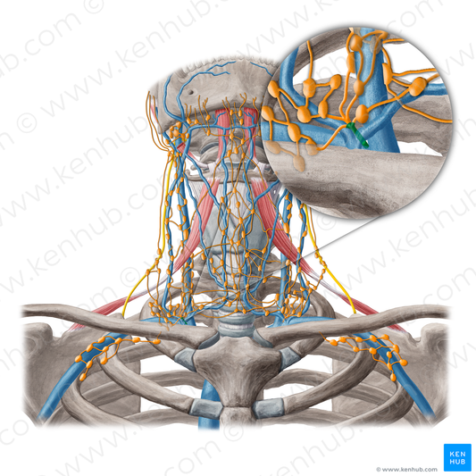 Right lymphatic duct (#20215)