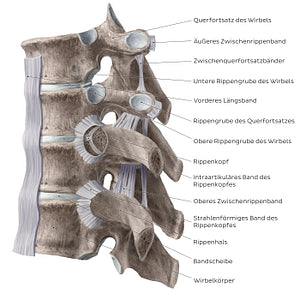 Costovertebral joints (lateral view) (German)