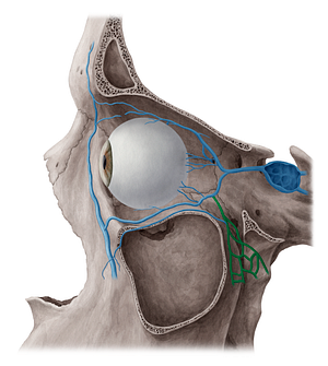 Pterygoid venous plexus (#8026)