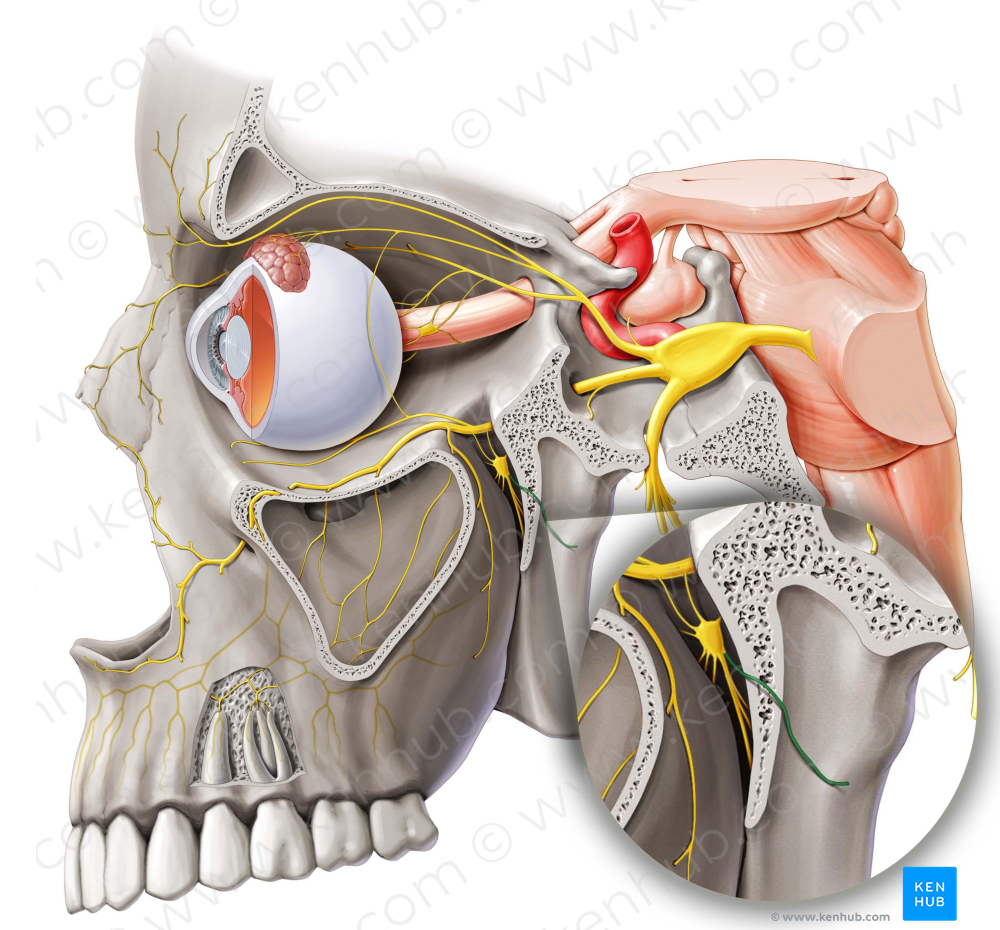 Pharyngeal nerve (#6679)