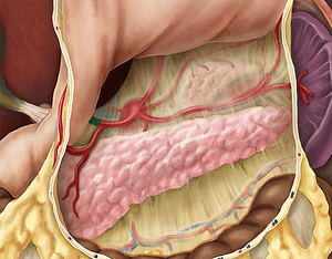 Proper hepatic artery (#1355)