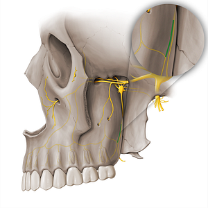 Greater palatine nerve (#18450)