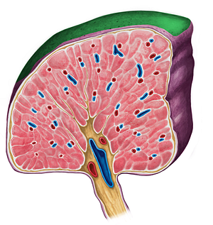 Diaphragmatic surface of spleen (#3495)