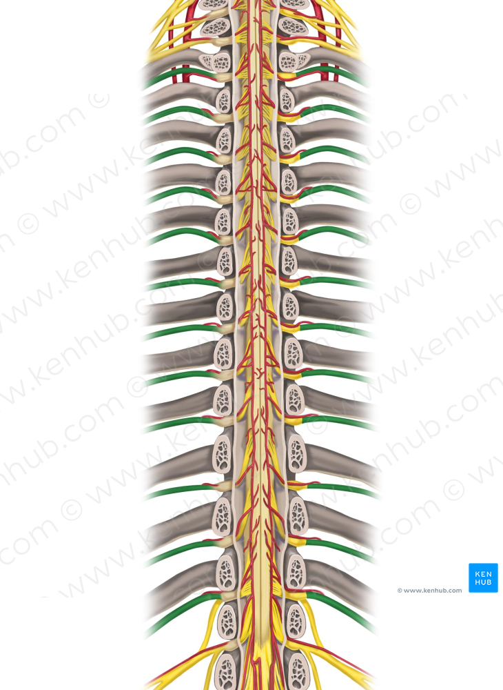Spinal nerves T1-T12 (#6285)