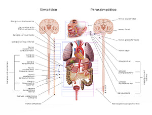 Autonomic nervous system (Portuguese)