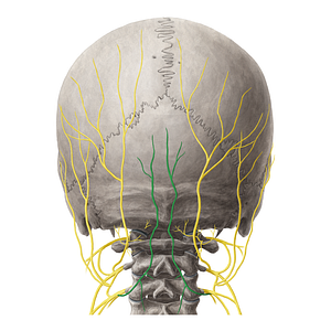 Third occipital nerve (#19230)