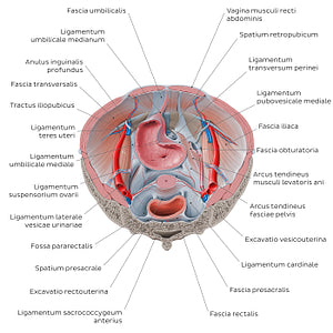 Superior view of the female pelvis: Fascias and ligaments (Latin)