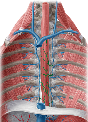 Esophageal veins (#10173)