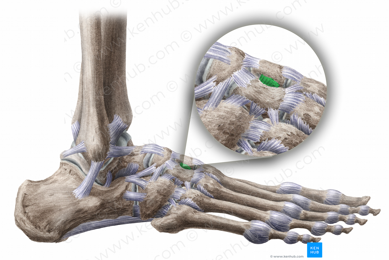 Dorsal intercuneiform ligament (#11479)