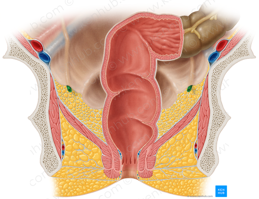 Ureter (#9839)