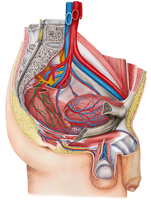 Superior anorectal vein (#10544)